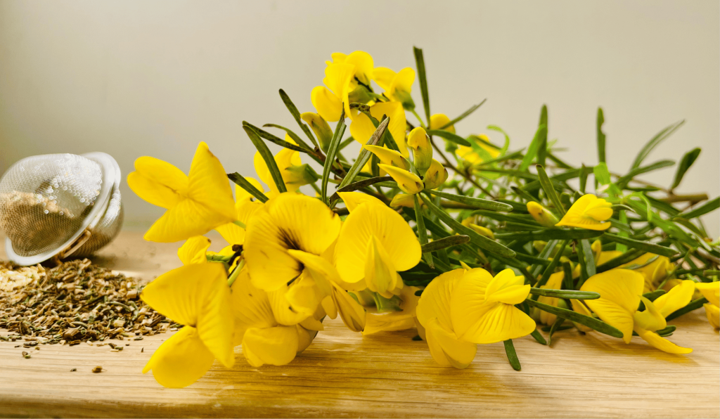 Yellow flowers of Honeybush